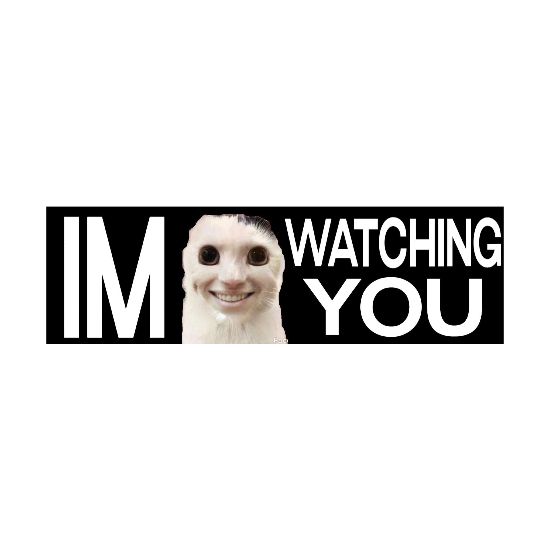 I'm Watching You Cat Bumper Sticker | Meme Sticker | Laptop Sticker | 8.5" x 2.5" Premium Weather-proof Vinyl